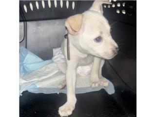 Puppy de 3 meses hembra  Puerto Rico