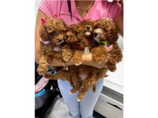 Toys Poodles Macho 1700 Puerto Rico