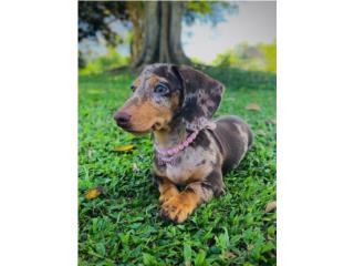 HEMBRA DACHSHUND DAPPLE CHOCOLATE EXTREMA Puerto Rico