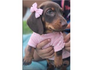 PERROS SALCHICHA HERMOSOS  Puerto Rico
