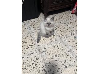 Gatito Himalaya  Puerto Rico