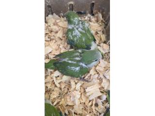 Quaker BB $100 Puerto Rico