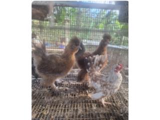 Silkis brown show quality   Puerto Rico