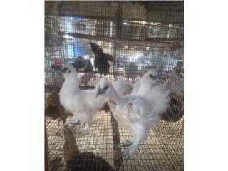Silkis blancos show quality  Puerto Rico