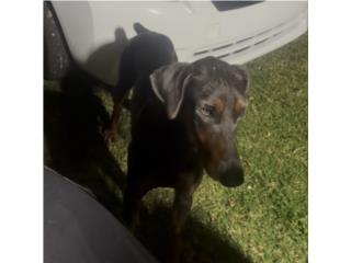 Dóberman macho de 11 meses  Puerto Rico