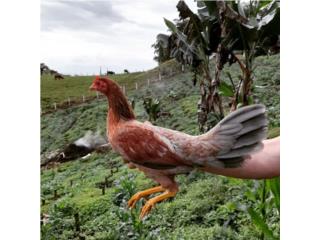 Gallinas finas para castar probadas   Puerto Rico