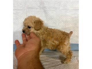 Toy poodle Puerto Rico