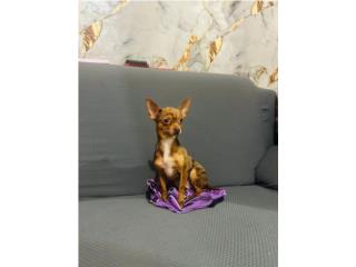  Chihuahua  Puerto Rico