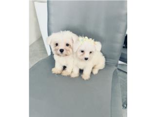 Venta maltese nena  Puerto Rico