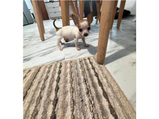 Chihuahua nene Apple head peque�o  Puerto Rico