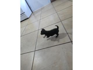 Chihuahua nena Puerto Rico