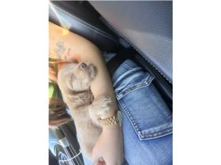 Cockapoo ( cocker spaniel y poodle ) Puerto Rico