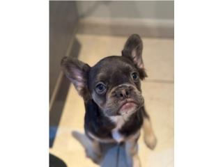 French bulldog Nena Puerto Rico