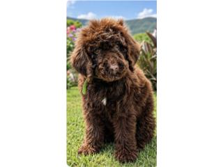 Golden doodle Puerto Rico