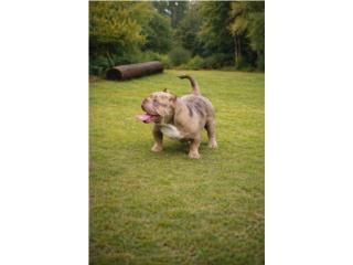 American bully merle Puerto Rico