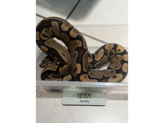 Varias Ball Python  Puerto Rico