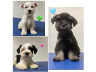 Mini Schnauzer  Puerto Rico