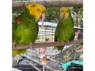 Pareja de doble yellow  Puerto Rico