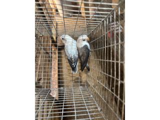 Disponible fitchers opa x portador Puerto Rico