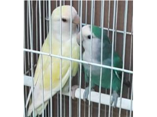 Lovebird, hembra ojos rojos, macho portador  Puerto Rico