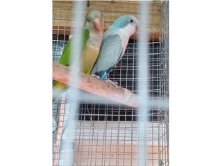 Sv pareja probada  Puerto Rico