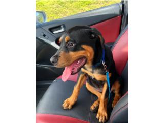 Rottweiler puppies hembra 4 meses  Puerto Rico