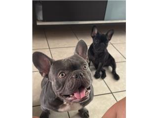 Frenchie nene y nena ambos x $1900 Puerto Rico