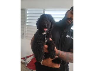 Poodle Standard Puerto Rico