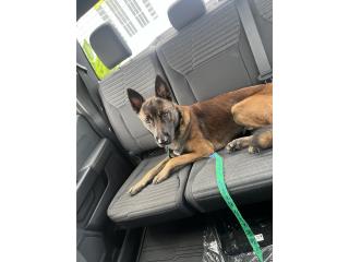 Belga Malinois  Puerto Rico