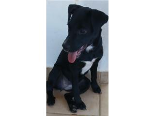 Hembra de cuatro meses Puerto Rico