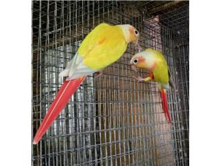 PAREJA DE SUN CHEEK   Puerto Rico