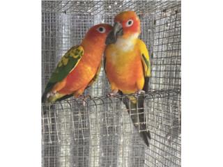 PAREJA DE SUN CONURES  Puerto Rico