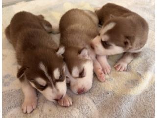 Hermosos Siberian Husky�s $400  Puerto Rico