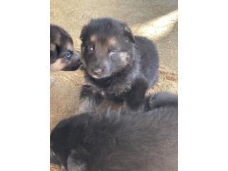 Preciosos Germán Shepherd puppy AKC Puerto Rico