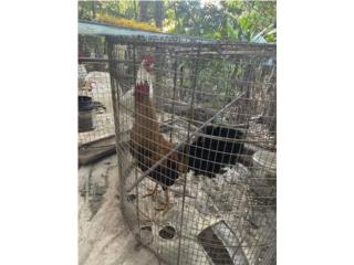 Aprovecha venta !!! Gallos Puerto Rico
