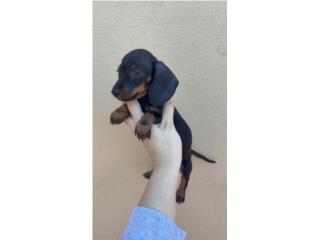 Dachshund (salchicha) macho black and tan  Puerto Rico
