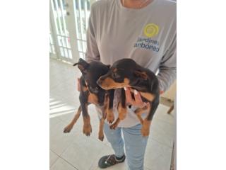 D�berman Mini Pinsher  Puerto Rico