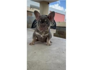 French BullDog  Puerto Rico