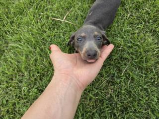 Dachshund mini nena blue tan Puerto Rico