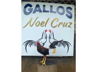 GALLOS NOEL CRUZ Puerto Rico