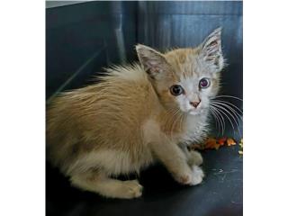 Hermoso naranja busca hogar Puerto Rico
