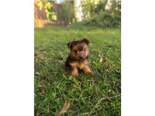 Yorkie Puerto Rico