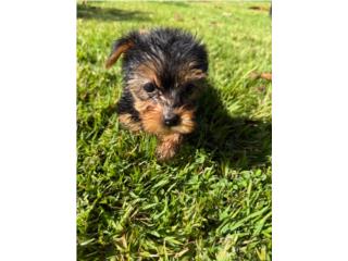 Yorkie toy hembra! Puerto Rico