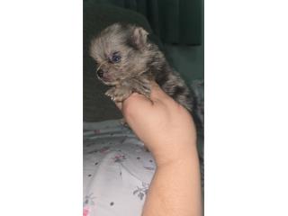 Pomeranian  Puerto Rico