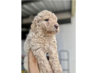 Goldendoodle  Puerto Rico