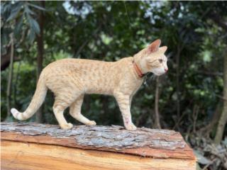 Gatos libres Puerto Rico