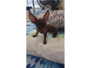Chihuahua macho  Puerto Rico
