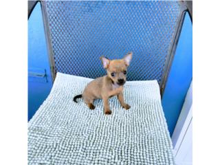 BELLA TOY CHIHUAHUA NENA BLUE FAWN CN PAPELES Puerto Rico