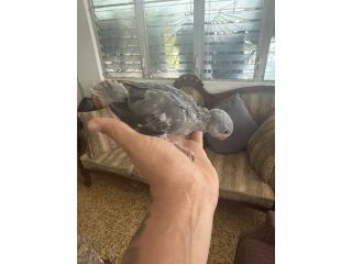 Ringneck gris $250 Puerto Rico