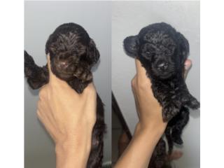 Standard Poodles  Puerto Rico